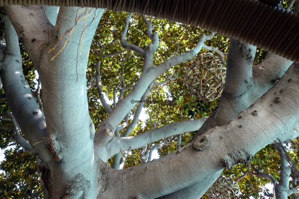 View from tree swing