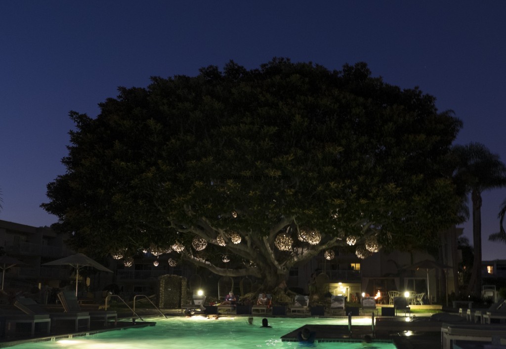 Banyon tree and the swimming pool.