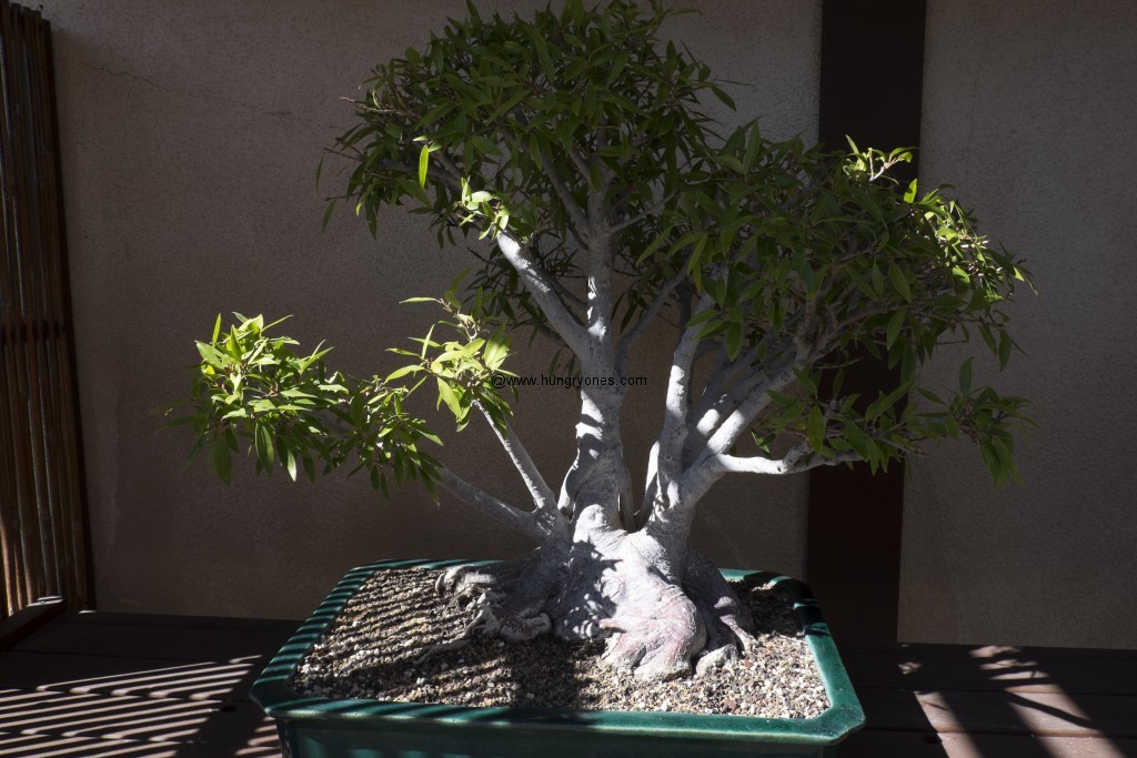 Bonsai