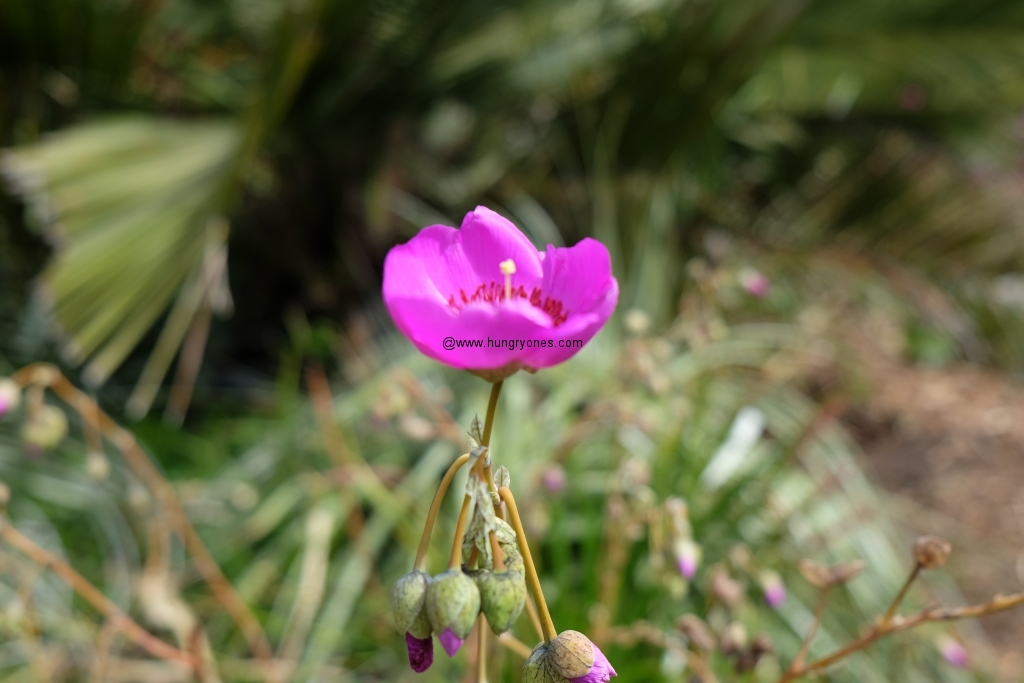 sf.botanical.garden.9416