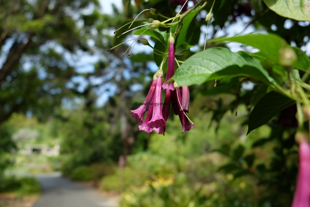 sf.botanical.garden.9421