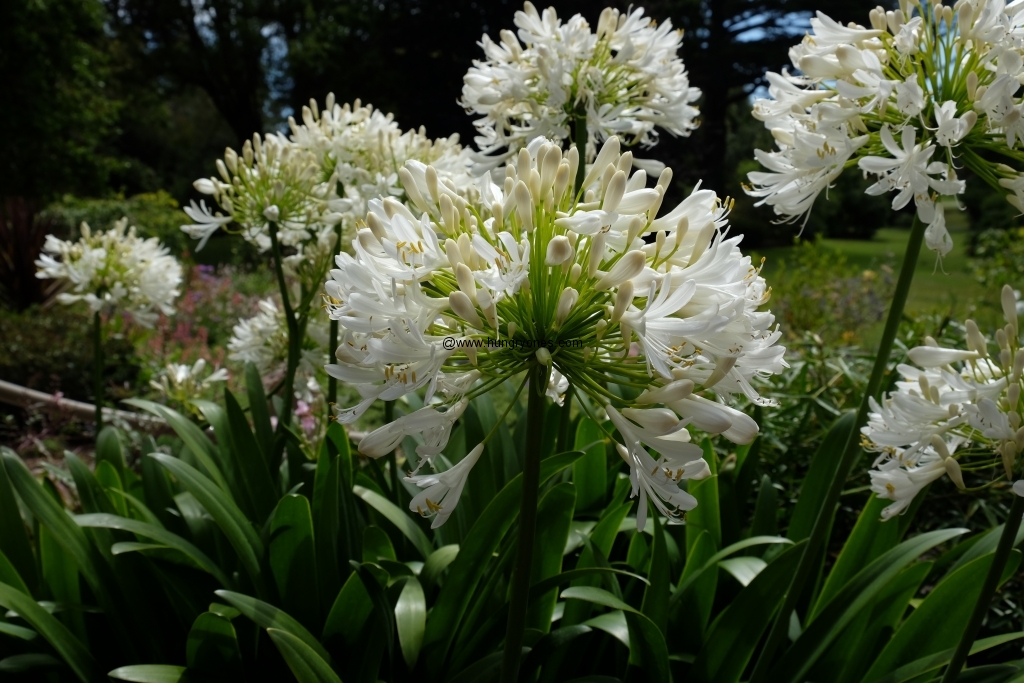 sf.botanical.garden.9441