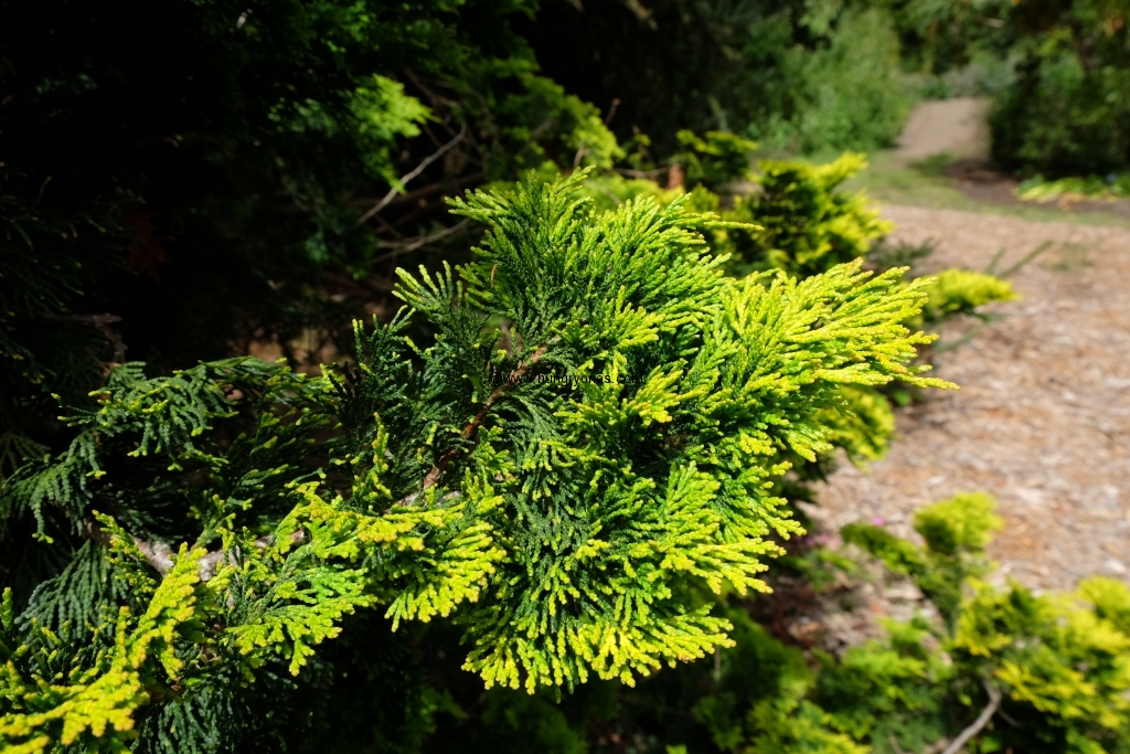 sf.botanical.garden.9458