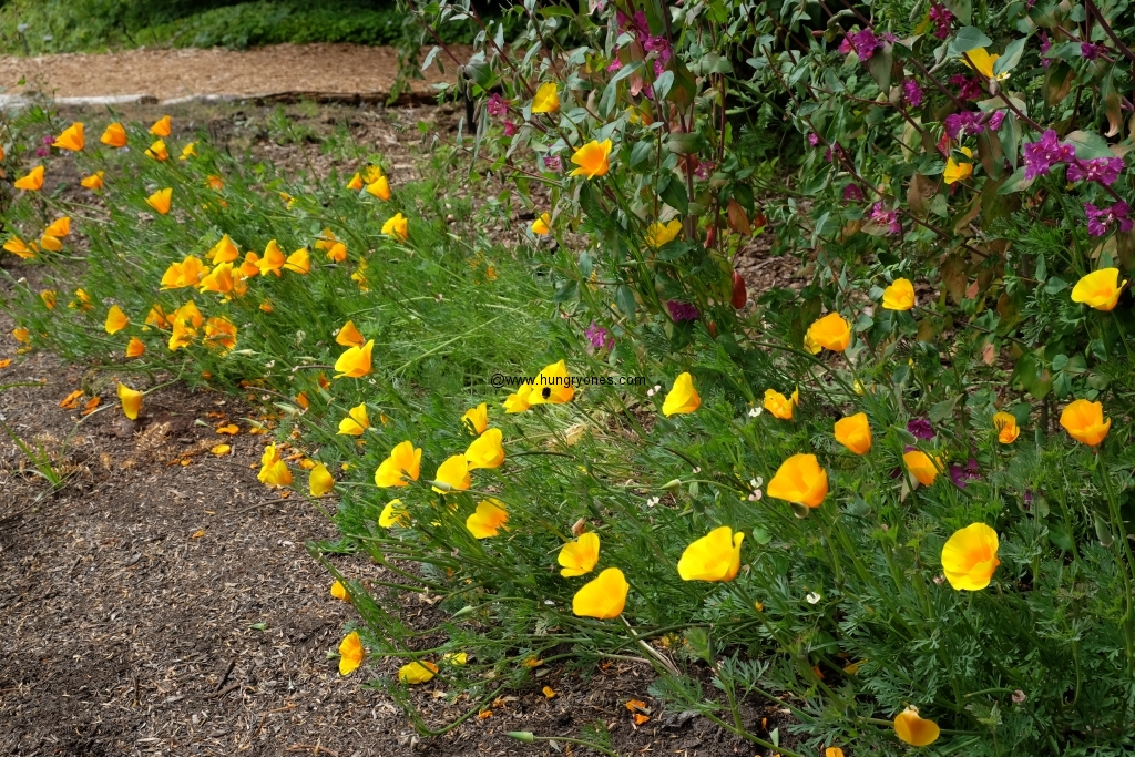 sf.botanical.garden.9471