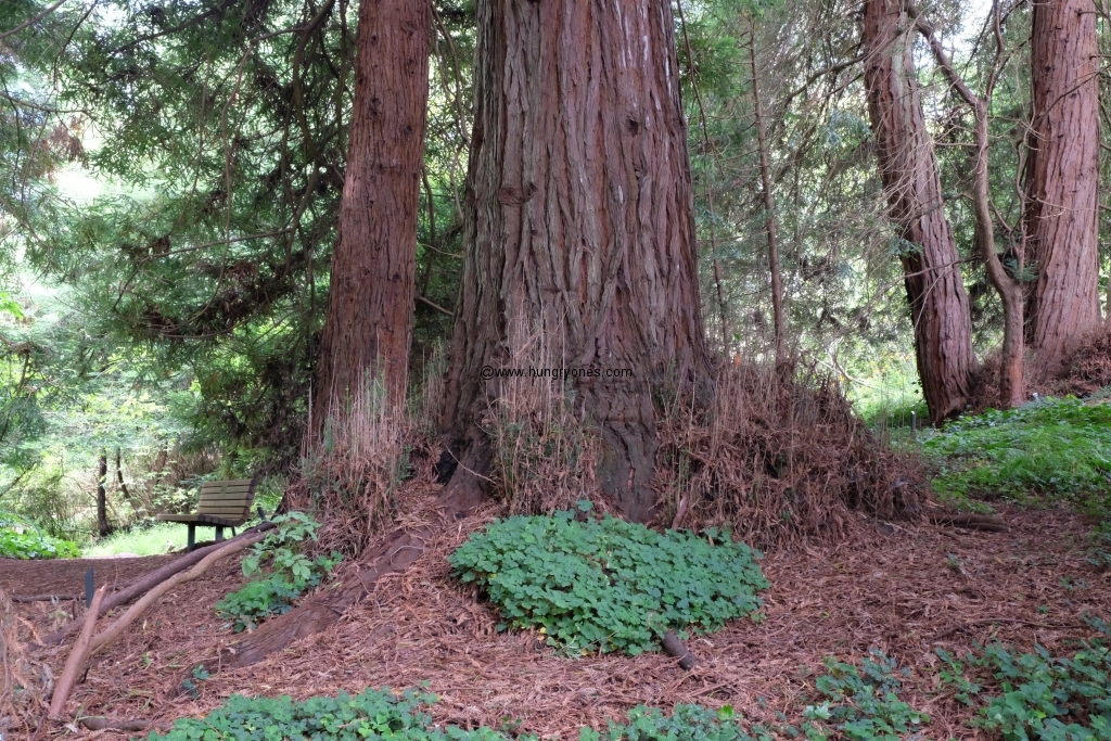 sf.botanical.garden.9473