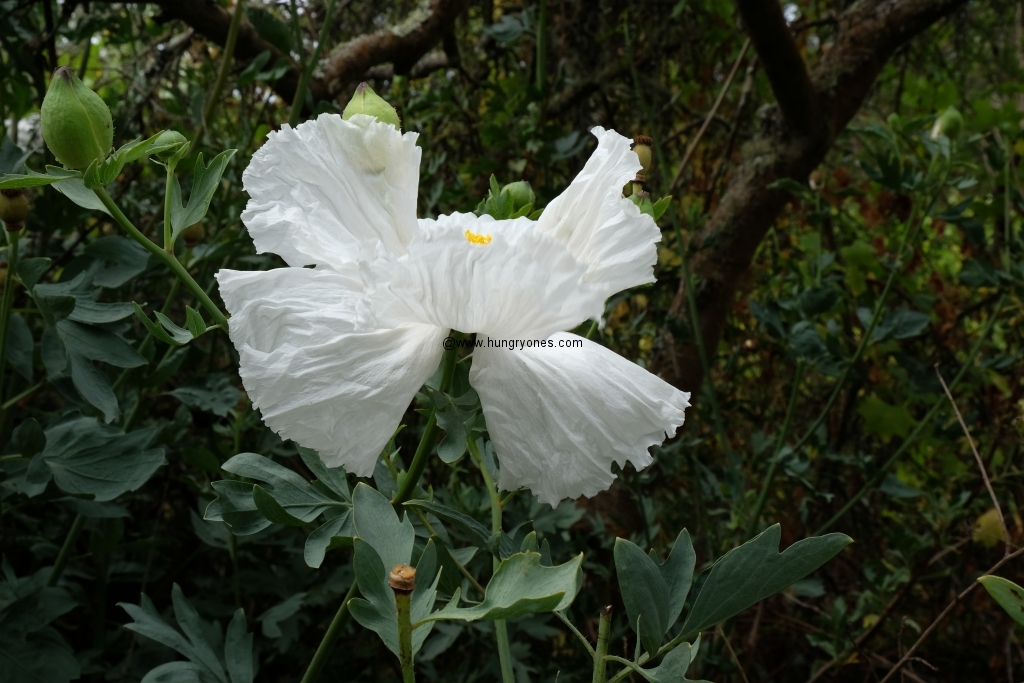 sf.botanical.garden.9538