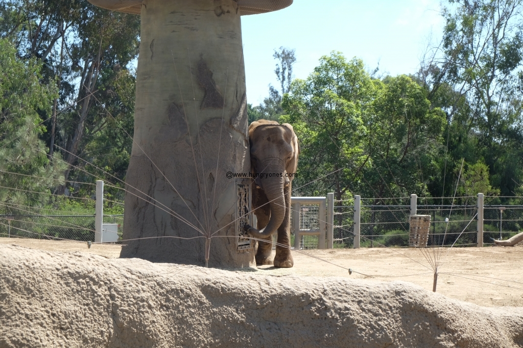 San Diego Zoo 100th Birthday - Hungryones.com - Food Blog