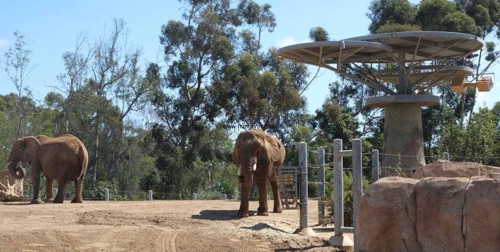 San Diego Zoo 100th Birthday - Hungryones.com - Food Blog