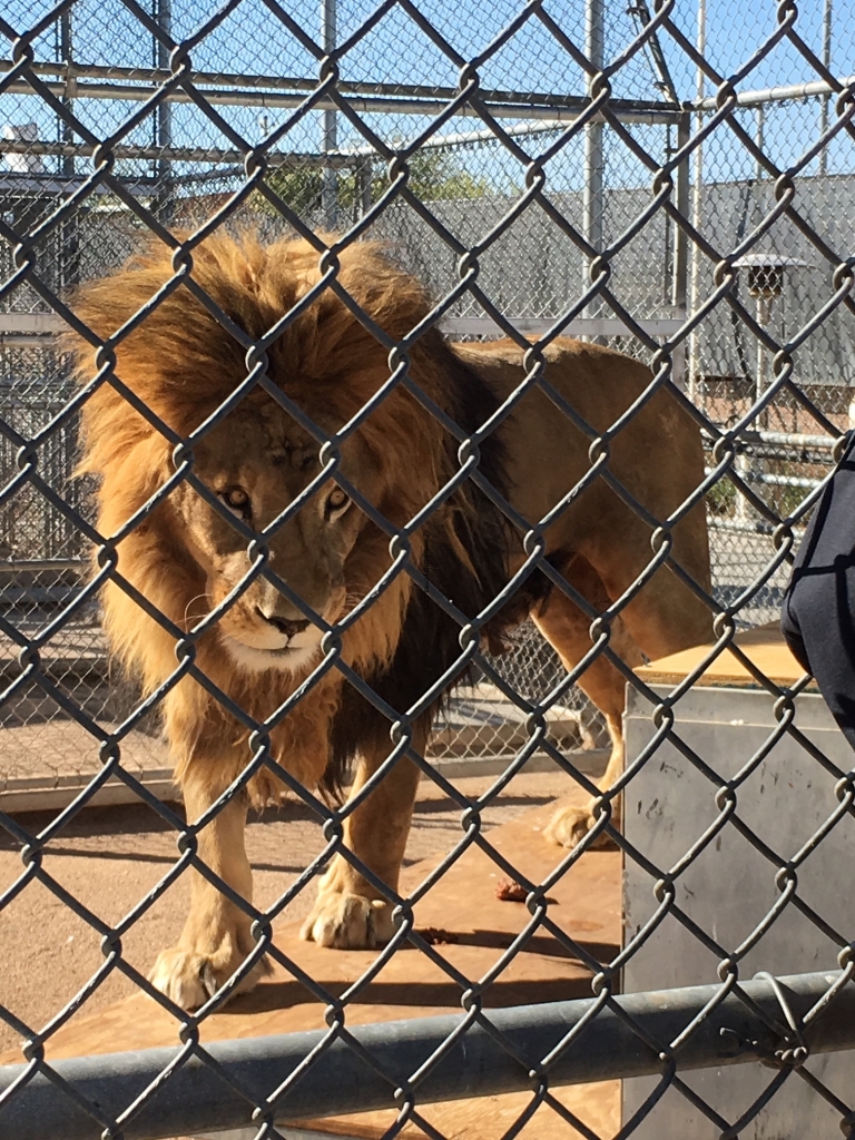 Lion Habitat Ranch / 382 Bruner Ave. Henderson, Nevada 89044