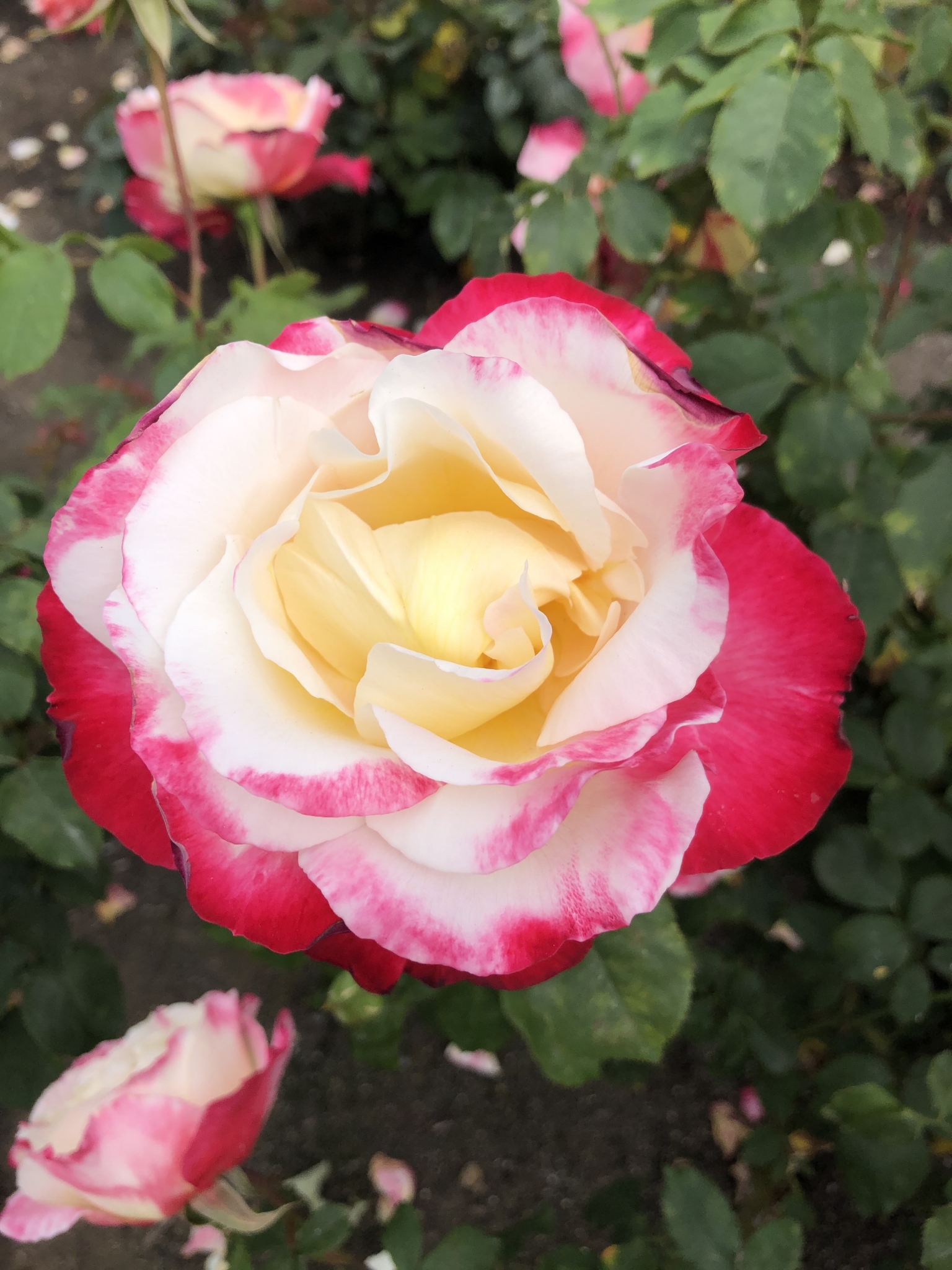 Inez Grant Parker Memorial Rose Garden / Balboa Park, San Diego, CA ...