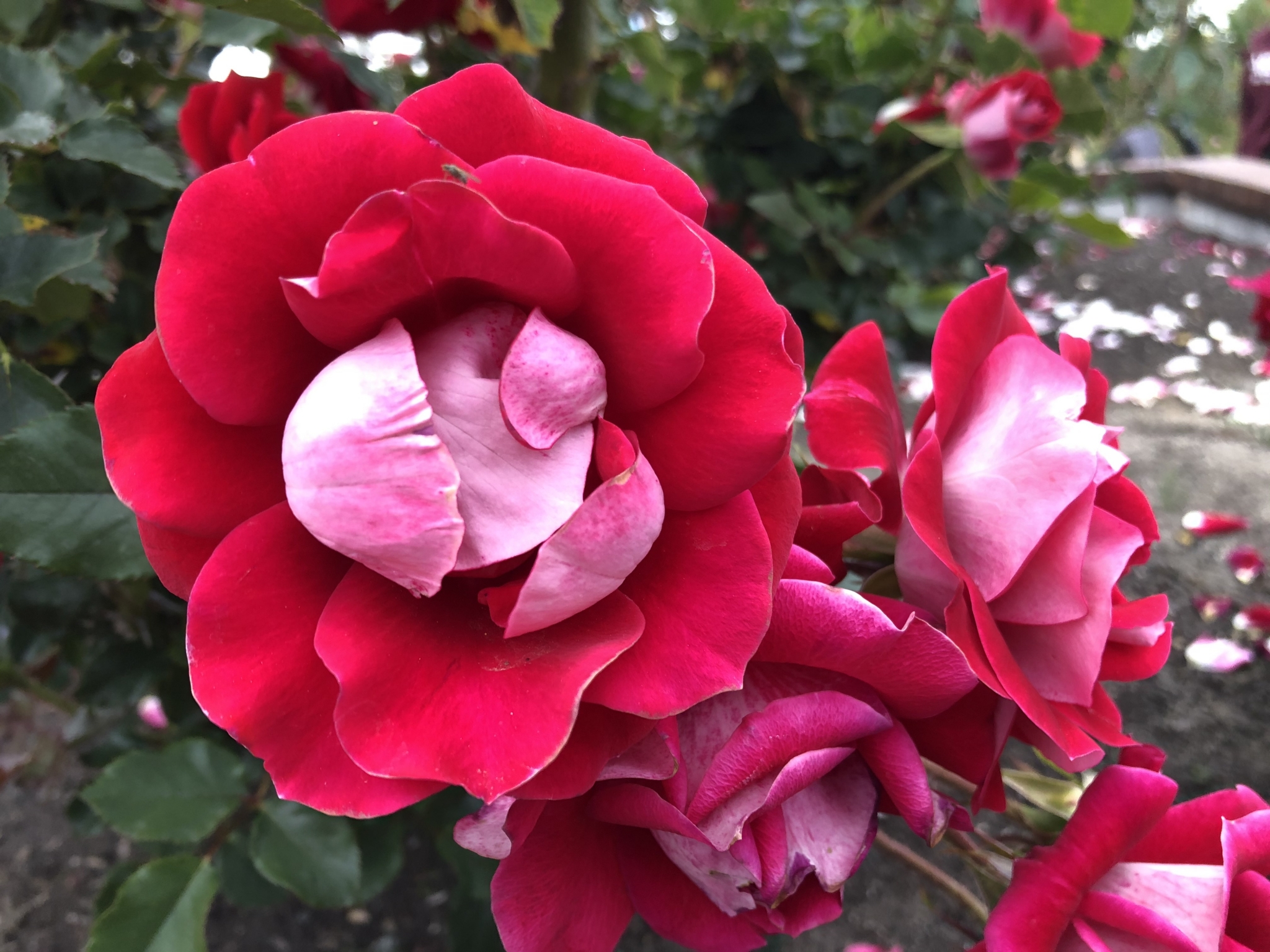 Inez Grant Parker Memorial Rose Garden / Balboa Park, San Diego, CA