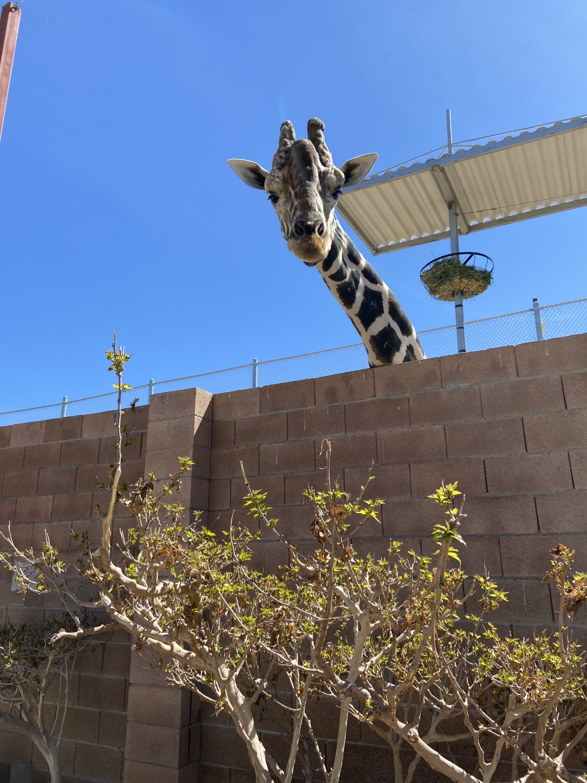 Lion Habitat Ranch - Hungryones.com - Food Blog