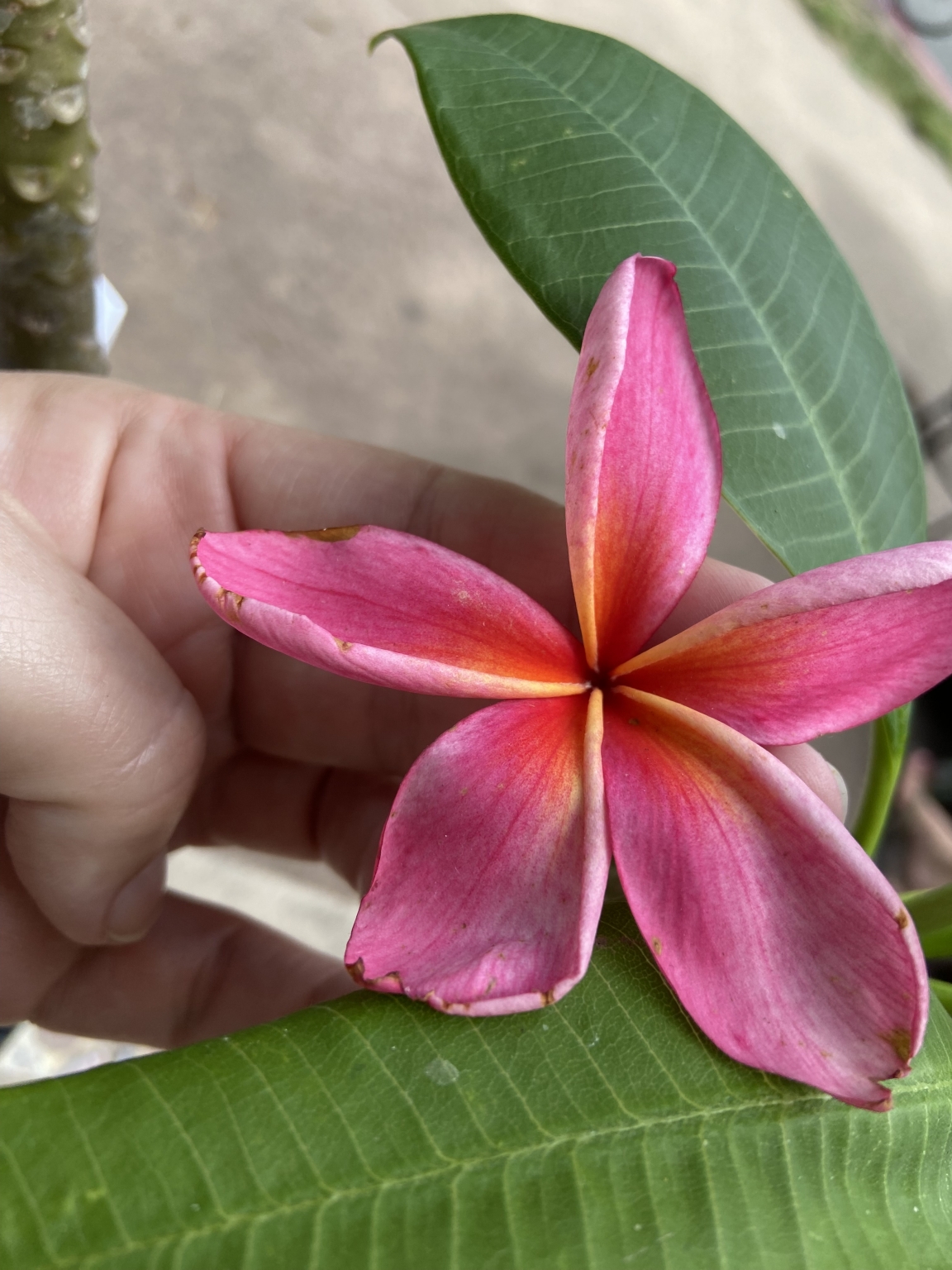 Hawaiian Plumeria Festival - Hungryones.com - Food Blog